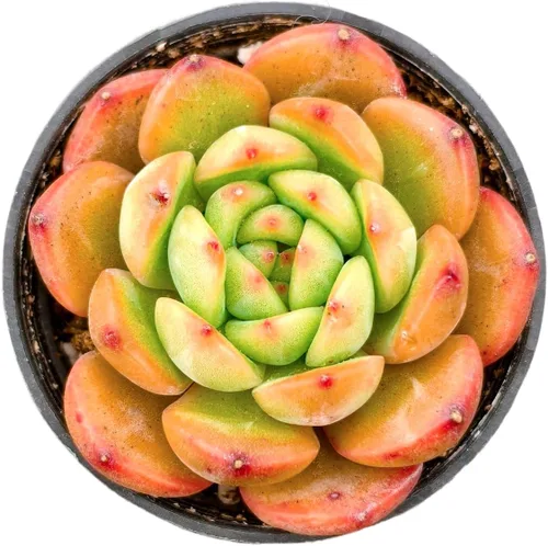 Miniatura 16 de Sprout N Green Echeveria 'Baekya', planta suculenta viva de 'White Night' totalmente enraizada en maceta de 2 pulgadas, decoración de boda