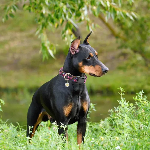 Miniatura 5 de 2 collares de algodón suave para perro, 3 tamaños, de nailon suave, ajustable, para hembras, perros pequeños, medianos y grandes (flor-4, M