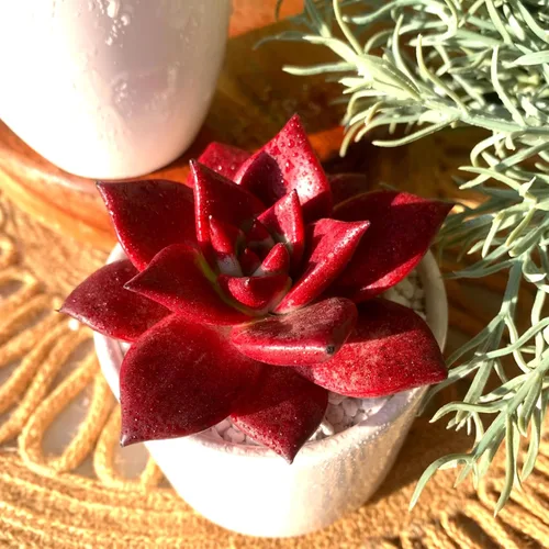 Miniatura 3 de Plantas suculentas vivas Echeveria Agavoides v Romeo Rubin de 3 pulgadas, suculentas rojas raras raíz desnuda sin tierra de maceta, plantas vivas