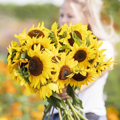 Miniatura 14 de Eden Brothers Semillas de girasol - Autumn Beauty