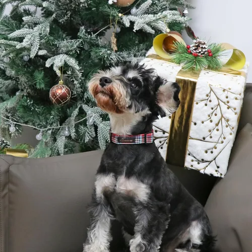 Miniatura 4 de Aring Pet Collar navideño para perro, lindo, ajustable, de algodón, para cachorros, perros pequeños, medianos y grandes, rojo a cuadros Z: cuadros