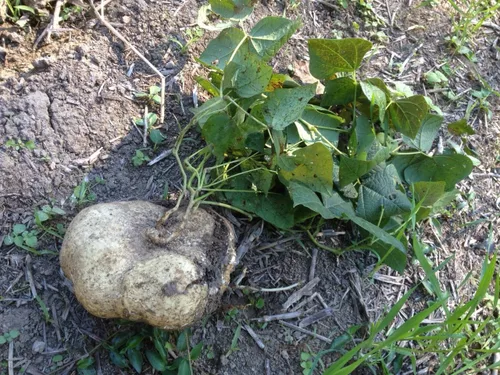 TomorrowSeeds - True Jicama Seeds - Más de 80 unidades - para plantar en 2026, vegetales de jardín de EE. UU., raíz de ñame mexicano, patata y raíz