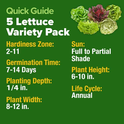 Miniatura 5 de HOME GROWN Paquete de 5 Semillas de Lechuga 3950 Semillas de Vegetales Reliquia para Cultivo Interior, Exterior o Hidropónico Variedades Simpson