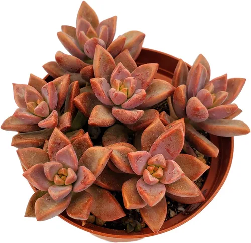 Miniatura 26 de Cadena de perlas (Senecio Rowleyanus) - Plantas vivas rastreras totalmente enraizadas y en floración - Rara planta de interior para decoración
