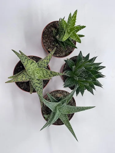 Miniatura 4 de BubbleBlooms Surtido variado de aloe, macetas de 3 pulgadas, 4 suculentas de aloe diferentes