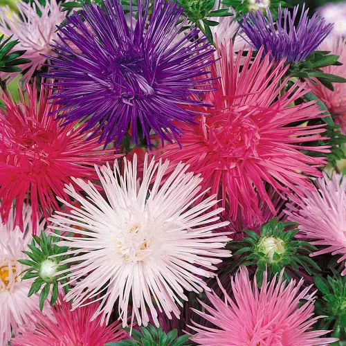 Miniatura 2 de Outsidepride 1000 semillas anuales Callistephus Tall Needle Unicom Flower Seed Mix para plantar