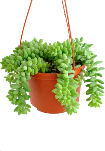 Miniatura 3 de Shop Succulents Burrito Sedum Suculenta Colgante, Planta suculenta viva de 6 pulgadas totalmente arraigada, planta de interior de bajo