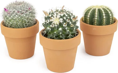 Plantas de cactus viven en macetas de arcilla para plantas (3 unidades), cactus vivo en tierra de cactus, mini cactus suculentas, cactus vivos,