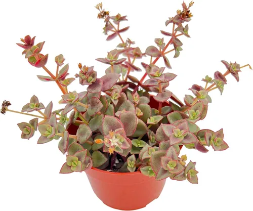 Miniatura 5 de Suculentas vivas Othonna Capensis Collar de Rubí (4 pulgadas), plantas suculentas totalmente enraizadas en macetas con tierra, planta