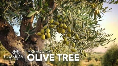 Miniatura 4 de Olivo Arbequina Maceta de 1 galón vivo Cultiva tus propias aceitunas en interiores