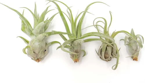Miniatura 2 de Medium Air Plants Streptophylla - Plantas suculentas de interior y exterior de Tillandsia vivas - Disponible al por mayor y a granel - Decoración