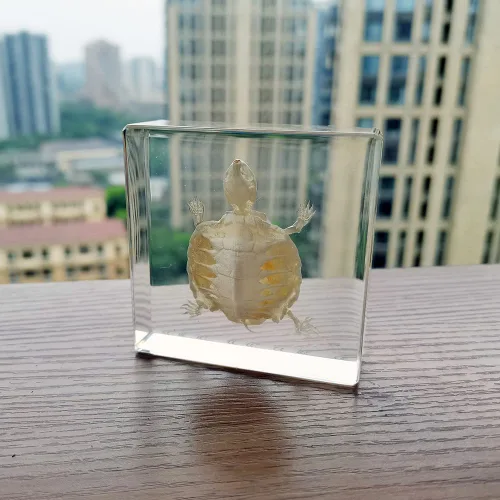 Miniatura 5 de Especímenes de esqueleto de tortuga real en manualidades de pisapapeles de resina, colección de taxidermia de animales para educación científica