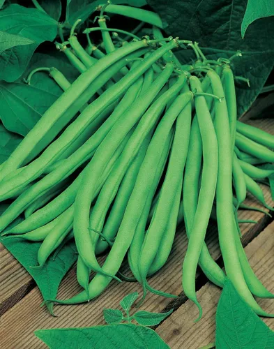 Miniatura 2 de Bean Blue Lake Great Heirloom Garden Vegetable de Seed Kingdom 30 Seeds