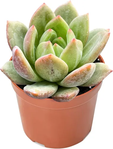 Miniatura 2 de Sprout N Green Echeveria 'Champagne', mini planta suculenta viva totalmente enraizada en maceta de 4 pulgadas, planta de casa real para interiores