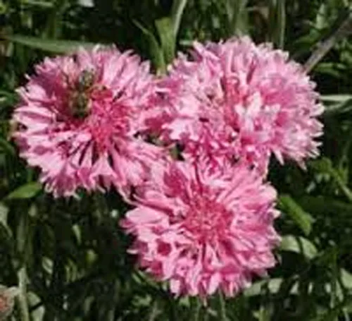 Miniatura 2 de Botón de soltero, semillas rosas altas, 100 semillas, hermosas flores de color rosa brillante.
