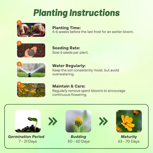 Miniatura 4 de Outsidepride 1000 semillas anuales Cosmos Sulphureus Bright Lights Yellow Cut Flower Seeds para plantar