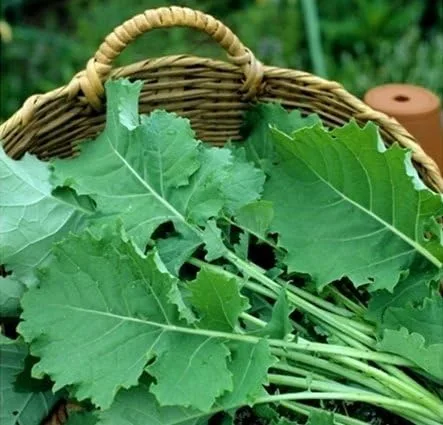 Miniatura 2 de Kale Premier Great Heirloom Vegetable de Seed Kingdom 1,000 Seeds