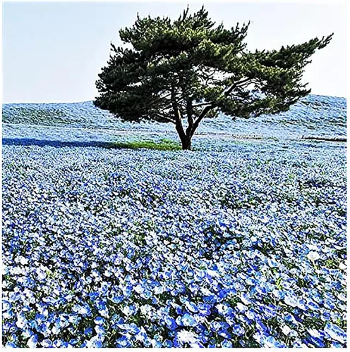 Miniatura 3 de 1500 semillas de flores silvestres Baby Blue Eyes - Flores silvestres nativas de California - Nemophila Menziesii Seeds