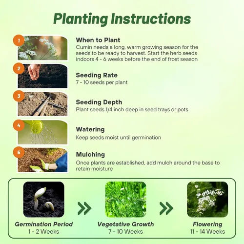 Miniatura 4 de Outsidepride Semillas de comino blanco comunes para plantar, 1000 piezas anuales, especias aromáticas, fáciles de cultivar, semillas sabrosas