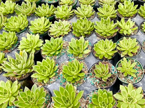 Miniatura 5 de ragnaroc Plantas suculentas vivas – Echeveria Parva, enraizadas en maceta de 4 pulgadas – 1 unidad – Llegada viva garantizada – Plantas