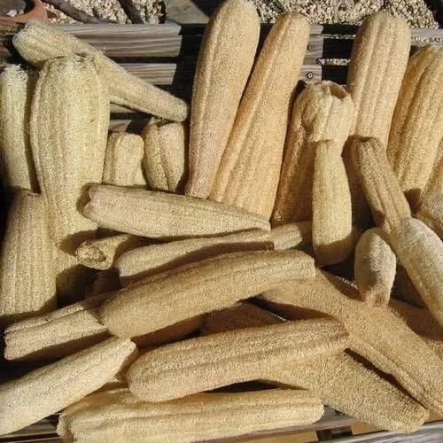 Miniatura 2 de Calabaza Luffa Esponja Semillas Vegetales (Luffa Cylindrica) 15+Semillas