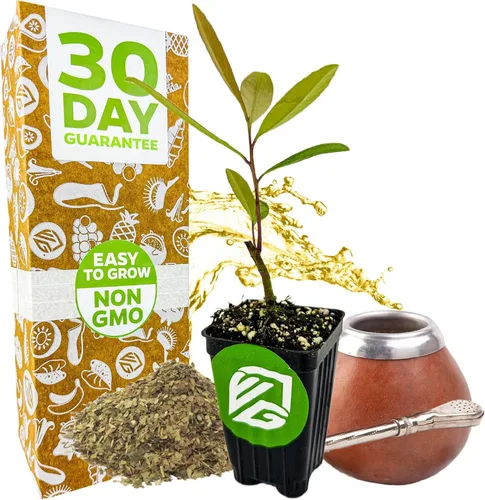 Yerba Mate – Ilex paraguariensis by Wellspring Gardens – Planta de té sudamericana – Árbol del patrimonio cultural – Energizador botánico exótico –