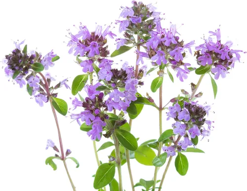 Tomillo, Creeping – Hierba Seeds