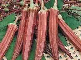 Miniatura 2 de Okra Red Borgoña Great Heirloom Vegetable By Seed Kingdom Bulk Semillas de 1 libra