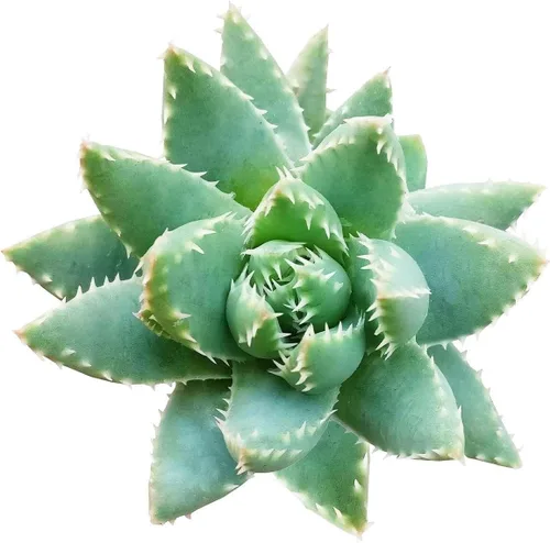 Suculentas vivas de aloe brevifolia de 2 pulgadas de hojas cortas, suculentas con poca luz de 2 pulgadas, suculentas vivas y saludables, ideas de