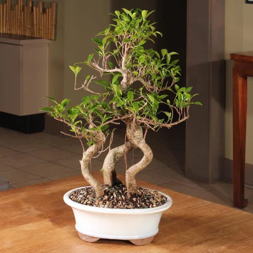 Miniatura 4 de Brussel's Bonsai - Árbol bonsái para interiores, M