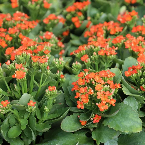 Miniatura 11 de Planta Kalanchoe Plantas suculentas plantas de interior vivas, suculentas vivas plantas de casa en macetas de arcilla, plantas suculentas plantas
