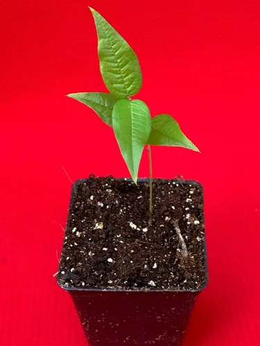 Miniatura 7 de Almacén de EE. UU., planta viva (no semilla ni bulbo), planta blanca Jaboticaba Plinia Aureana de hoja grande de árbol frutal de uva brasileña