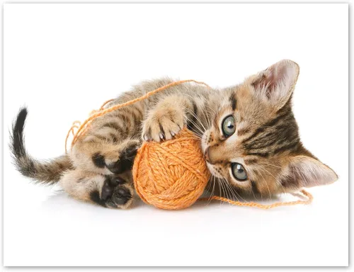 Miniatura 6 de Tarjetas divertidas de gatito, paquete de 12 tarjetas divertidas de notas de gato con sobres, 4 divertidos diseños de fotos, interior en blanco