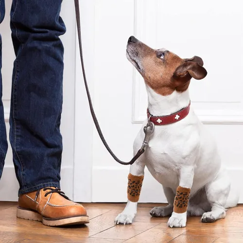 Miniatura 3 de ROZKITCH Manga de compresión para perro, 2 piezas de pierna delantera y 2 rodillas de pierna trasera, envoltura para codo de perro, protector