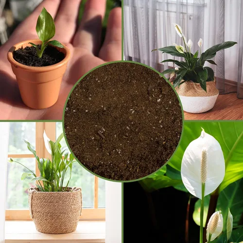 Miniatura 6 de Soil Sunrise Peace Lily - Mezcla de tierra para macetas (8 cuartos de galón) para plantar, cultivar o trasplantar plantas de lirio de la paz