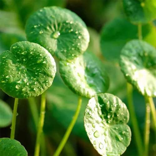 Miniatura 2 de 500 semillas orgánicas prémium de Centella Asiática, Rau Ma, Pennywort, Gotu Kola, semillas de Kodavan - Semillas de hierbas comestibles