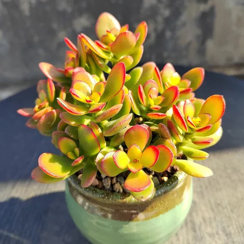 Miniatura 2 de Sprout N Green Árbol de jade enano - Crassula ovata Crosby's Compact, suculenta rara y adorable completamente enraizada en maceta de 2 pulgadas