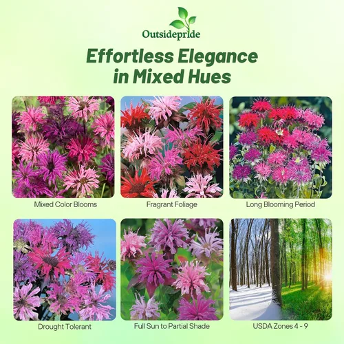 Miniatura 2 de Outsidepride Semillas de mezcla de bálsamo de abeja, 500 piezas perennes, fáciles de cultivar y aptas para polinizadores, semillas de flores Monarda