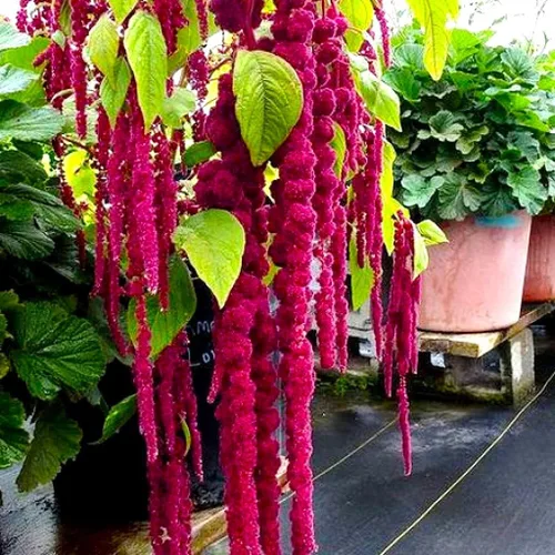 Miniatura 5 de Semillas únicas de cola de zorra, amaranto, amaranto caudatus, 400 semillas sin OMG para plantar plantas de jardín inusuales, ideales para colgar