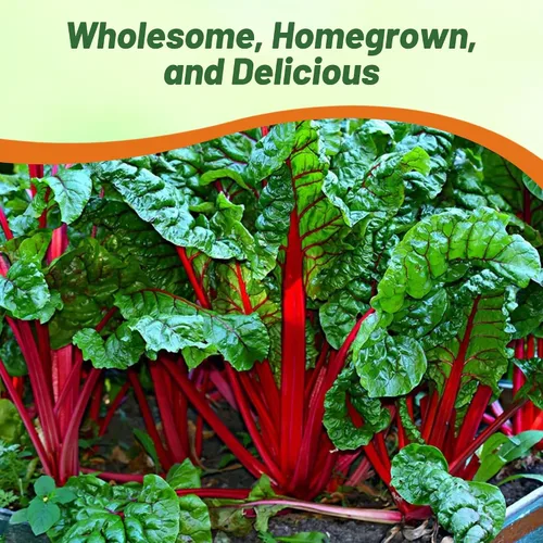 Miniatura 4 de Outsidepride Semillas de acelgas rojas para plantar verduras y microverdes, 1000 piezas de semillas vegetales bienales vibrantes, sabrosas