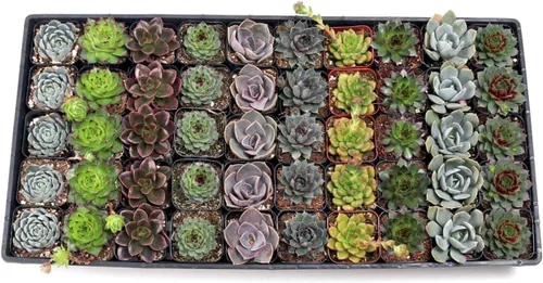 Mountain Crest Gardens Rosette - Paquete a granel de suculentas – 50 plantas vivas, 5 de cada variedad, enraizadas en macetas de 2 pulgadas,