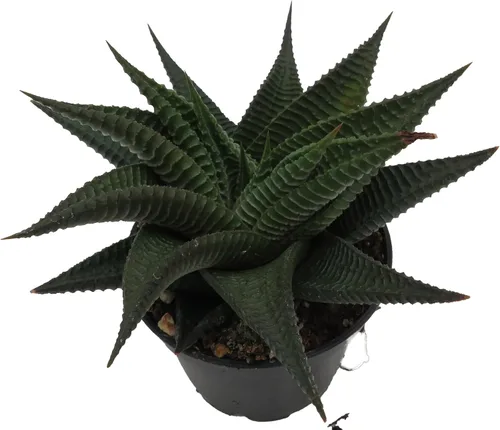 Miniatura 2 de Twister Haworthia limifolia – Olla de 2.5 pulgadas – Fácil de cultivar Suculenta