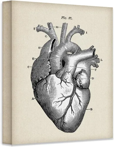 Miniatura 9 de Anatomical Heart - Impresión artística de anatomía sin marco de 11 x 14 pulgadas, póster de anatomía vintage para médicos, enfermeras, estudiantes