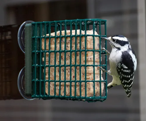 Miniatura 3 de Kettle Moraine Comedero para pájaros de pájaro carpintero para pastel de sebo individual para montaje