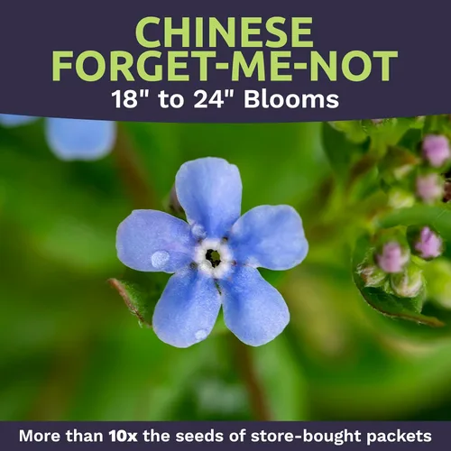 Miniatura 4 de Chinese Forget Me Not Wildflower Seeds - Paquete a granel de 1 onza - Más de 5,500 semillas polinizadas abiertas - Blue Cynoglossum amabile