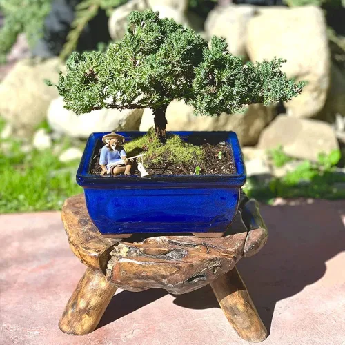 Miniatura 4 de Árbol bonsái de enebro enano vivo Interior/exterior 100% hecho a mano Decoración para el hogar y la oficina El mejor regalo para vacaciones