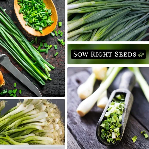 Miniatura 5 de Sow Right Seeds - Heshiko Semillas de cebolla verde japonesa agrupadas para plantar - Reliquia sin OMG - Instrucciones para plantar y cultivar un