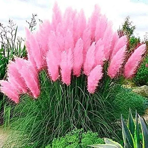 Semillas gigantes de hierba de pampa rosa – 500 semillas – Se envía desde Iowa, fabricadas en Estados Unidos, césped ornamental de paisaje o planta