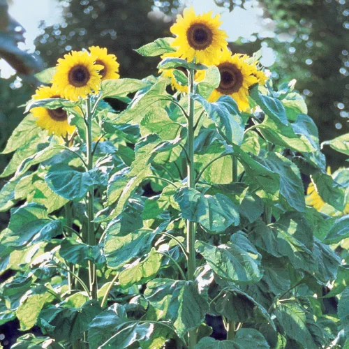 Miniatura 7 de Burpee Semillas de girasol crimson blaze sobre con 30 semillas Sunforest