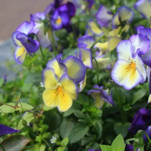 Miniatura 6 de Más de 200 semillas de pensamiento para plantar, semillas de flor de viola perenne de colores mixtos, semillas de pensamiento sin OMG para jardín